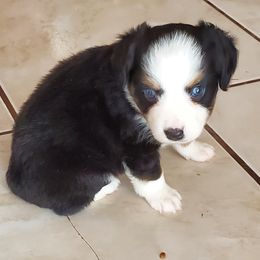 Chihuahua and Toy Australian Shepherd Puppies from Glidwell Ranch