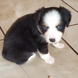 Chihuahua and Toy Australian Shepherd Puppies from Glidwell Ranch