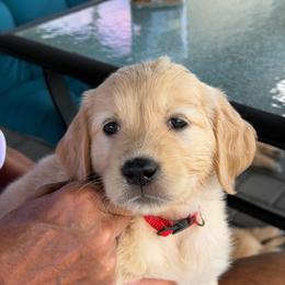 Reba - Golden female Golden Retriever puppy in Peoria, Arizona from Westwing Retrievers