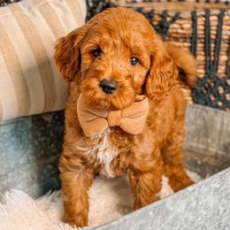 Jackson - Red  male Goldendoodle puppy in Iola, Texas from Supreme Doodles of Texas