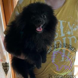 GEORGE 1000 - Black male Pomeranian puppy in Watkins Glen, New York from Wicked Spirits Pomeranians
