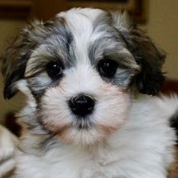 Havanese from Champaña Havanese