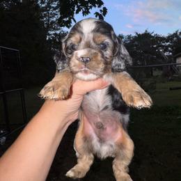 Boy 1 - Neon - Black and white male Cocker Spaniel puppy in Ellenboro, North Carolina from Chantels Spaniels