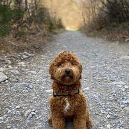 Cavapoo and Goldendoodle All Grown Up from Ivy The Mini Doodle