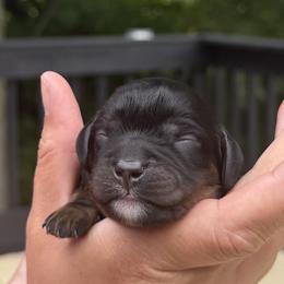 Bleu - Tri-color male Cavapoo puppy in Avon, Indiana from Puppylove for Doodles