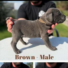 Brown collar - Gray brindle male Cane Corso puppy in Herriman, Utah from High Country Corsos