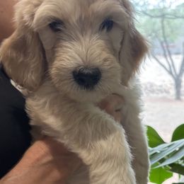 Layla - Apricot female Goldendoodle puppy in Tucson, Arizona from Cheryl's Goldendoodles