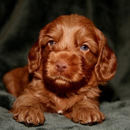 Palmier - Caramel male Australian Labradoodle puppy in Stanwood, Washington from Victoria Creek Australian Labradoodles