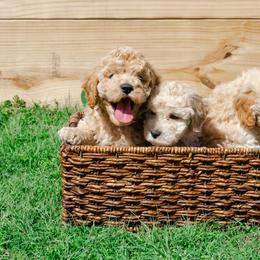 Goldendoodle and Poodle Puppies from Rockin R Doodles
