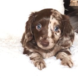 Dachshund Puppies from Dixon Dachshunds