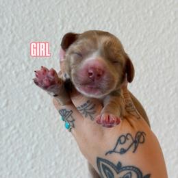 Girl 4 - Caramel red female Australian Labradoodle puppy in Valley Springs, California from Blue Denim Doodles