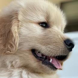 Golden Retrievers from Brighton Golden Retrievers