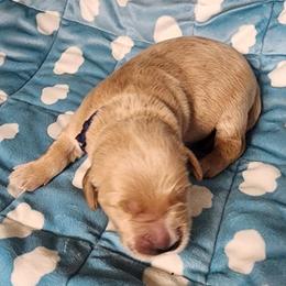 Boy 1 - Golden male Golden Retriever puppy in Saginaw, Michigan from Precious Kennel Retrievers