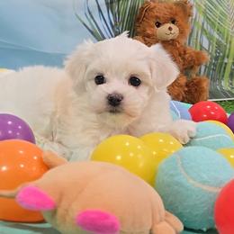Dasher - White male Maltese puppy in Aurora, Missouri from KnJ Precious Paws LLC