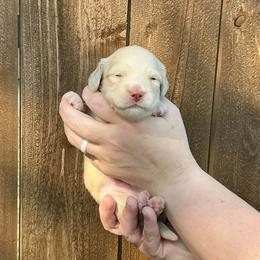 Steele - Cream male Dachshund puppy in Saginaw, Texas from Saginaw Dachshunds