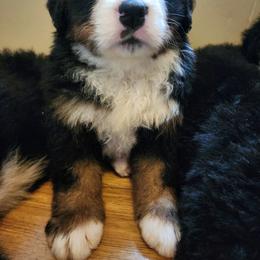 Bernese Mountain Dog Puppies from Allison Thornton