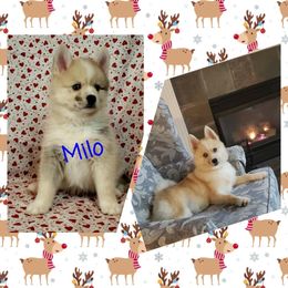 French Bulldog and Pomsky Puppies from Ba's Designer Puppies