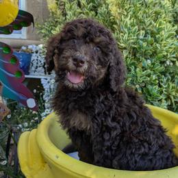 Yellow Collar Girl - Phantom female Poodle puppy in Tehama County, California from Hals Pals K9s