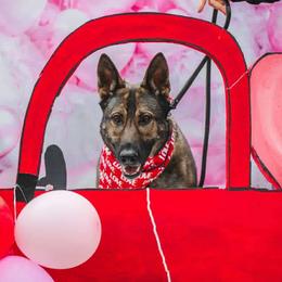 German Shepherd All Grown Up from Von Bairdhaus