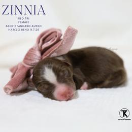 Zinnia - Red Tri Female - Red tri-color female Australian Shepherd puppy in Nacogdoches, Texas from TK Standard, Mini, & Toy Aussies