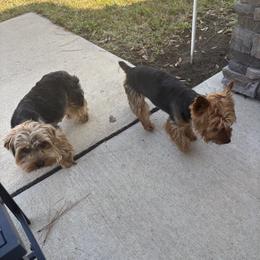 Yorkshire Terrier puppies from Lake Shore Yorkies