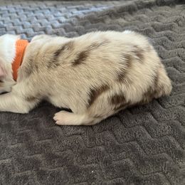 Boy 4 - Red merle Australian Shepherd puppy in Fontana, California from J.O Family Aussies