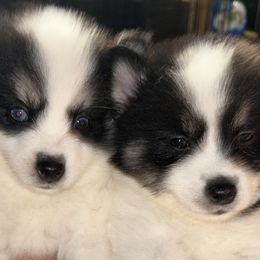 Lynx - Black and white Pomsky puppy in Bronx, New York from DeLeon’s Wolfpack Pomsky’s