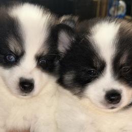 Lynx - Black and white Pomsky puppy in Bronx, New York from DeLeon’s Wolfpack Pomsky’s