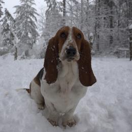 Jolene Louise - Basset Hound