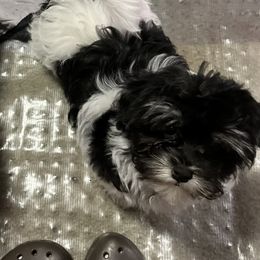 Havanese from Arane Havanese