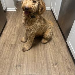 King - Apricot male Goldendoodle puppy in Davie, Florida from Daviegoldendoodles