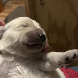 Golden Retriever Puppies from Hagan's Golden Retrievers