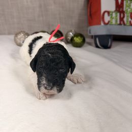 Cupid - Parti female Poodle puppy in Luana, Iowa from Country View Bernedoodles and Goldendoodles