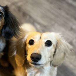 Dachshunds from Low Rider Ridge Mini Doxies