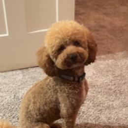 Bo - Goldendoodle