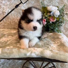 Girl 4 - Black and white female Pomsky puppy in Bucyrus, Missouri from Hill Top Pomskies