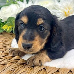 Harris - Black and cream male Dachshund puppy in Exeter, California from Sawtooth Miniature Dachshunds