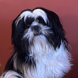 Nikita - Shih Tzu