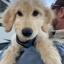Orange - Apricot male Goldendoodle puppy in Deville, Louisiana from Milley’s Poodles and Doodles