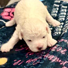 Christian - White and buff male Bichon Frise puppy in Lavon, Texas from Sissy’s Heavenly Paws