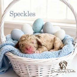 Speckles - Red merle male Aussiedoodle puppy in Roebuck, South Carolina from Dani's Dandy Doodles