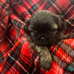 Shih Tzu Puppies from AKC Shih Tzu Champion Line Puppies