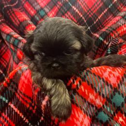 Shih Tzu Puppies from AKC Shih Tzu Champion Line Puppies