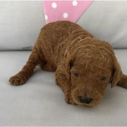 Rosie - Red  female Poodle puppy in Cape Coral, Florida from Ruby the poodle