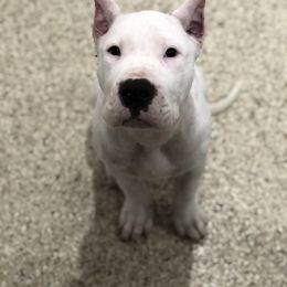 Dogo Argentino and Greyhound Puppies from Wayward Dogos and Hounds