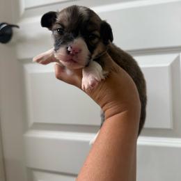 Pencil - White and red male Pembroke Welsh Corgi puppy in Red Bluff, California from Wilder Ranch Corgis