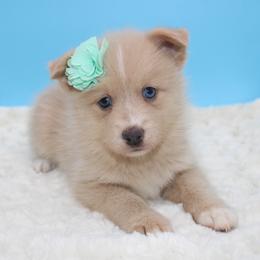 Pomsky Puppies from Florida Pomskies