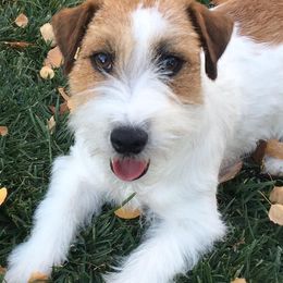 Russell Terriers from Chardonnay Russells
