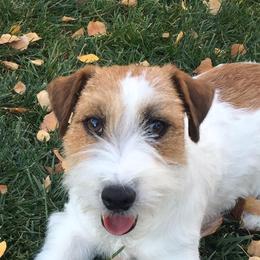 Russell Terriers from Chardonnay Russells