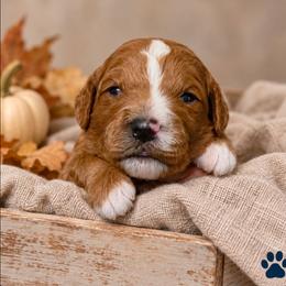 Easton (Bentley) - Red  male Goldendoodle puppy in Hendersonville, Tennessee from Ben's Best Buddy Goldendoodles